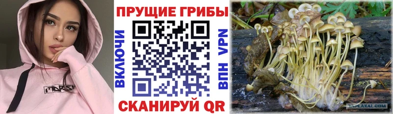 Псилоцибиновые грибы Psilocybine cubensis  где найти   кракен tor  Короча 